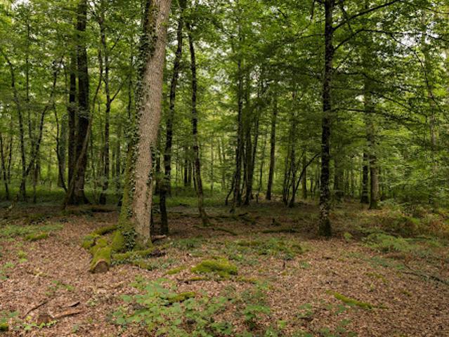 Terrain vente à Vierzon, Presly