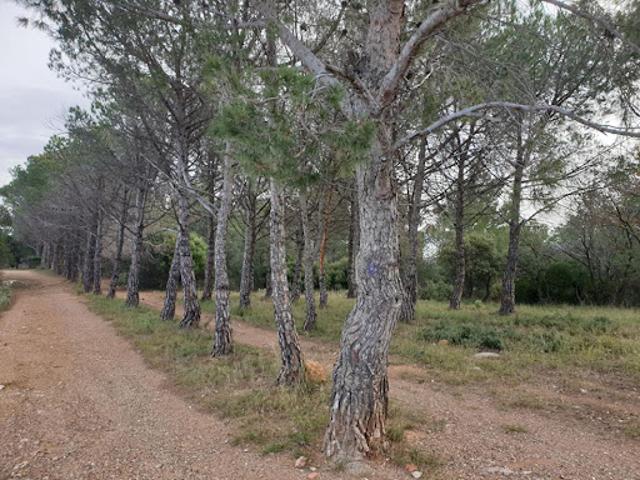 Terrain vente à Céret, Tordères