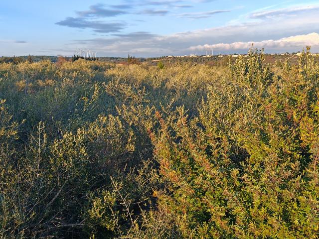 Terrain vente à Narbonne, La Palme