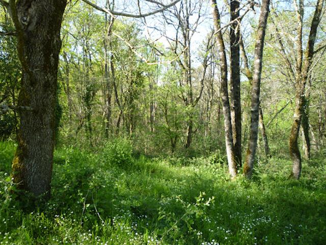 Terrain vente à Villeneuve-sur-Lot, Condezaygues