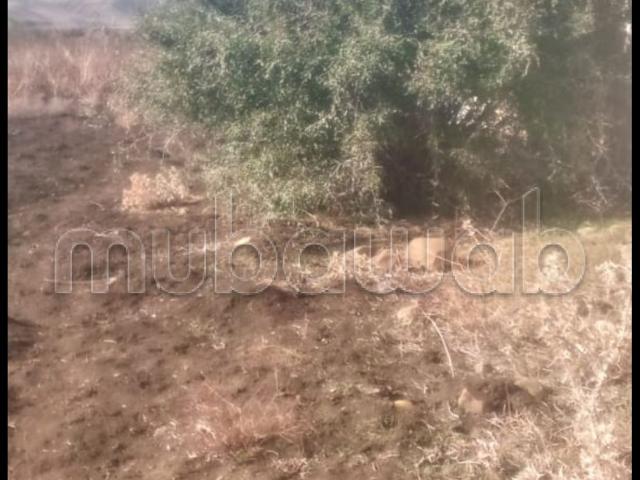 Terrain vente à Taounate