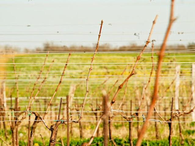 Terrain vente à Langon, Sauveterre-de-guyenne