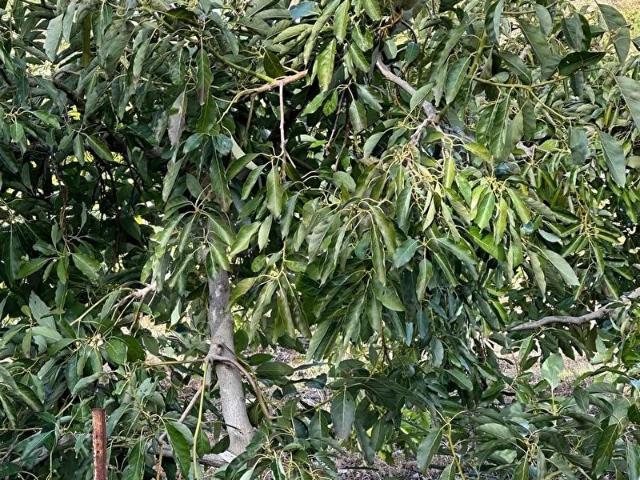 Anamur, Mersin içerisinde satılık Arsa