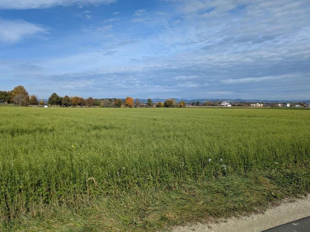 Grundstück kaufen in Mitterkirchen im Machland, Oberösterreich