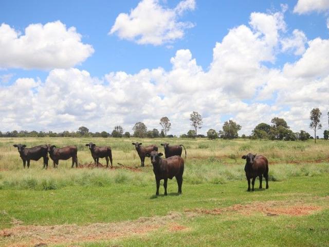 Cottage for sale in Wattle Grove, Queensland