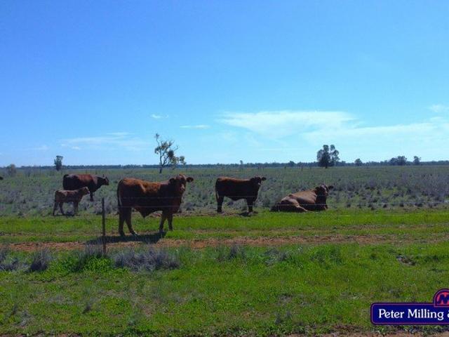 Acreage for sale in Bogan, New South Wales