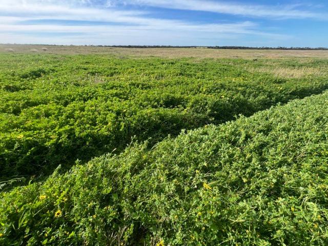 Acreage for sale in Karoonda, The District Council of Karoonda East Murray