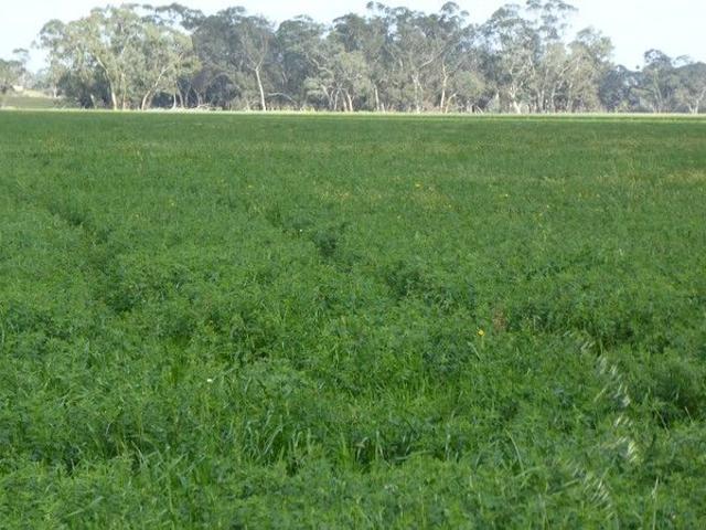 Acreage for sale in Frances, South Australia