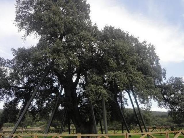 Casa en alquiler en Aldea Del Cano, Extremadura