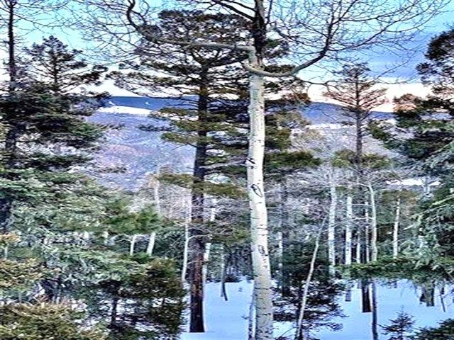 Land for sale in Angel Fire, New Mexico