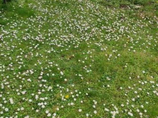 Terreno in vendita a Vicchio, Toscana