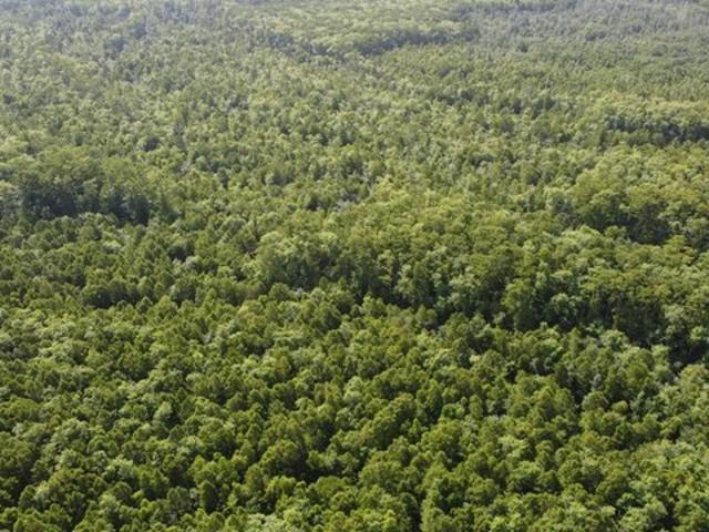 Land for sale in Maurepas, Louisiana