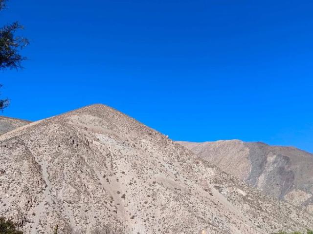 Vicuña, Vive en el valle del elquí 74410