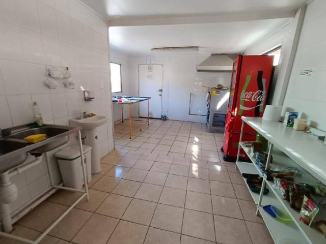 Vicuña, Vive en el valle del elquí 74410