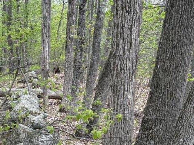 Land for sale in Vienna, Maine