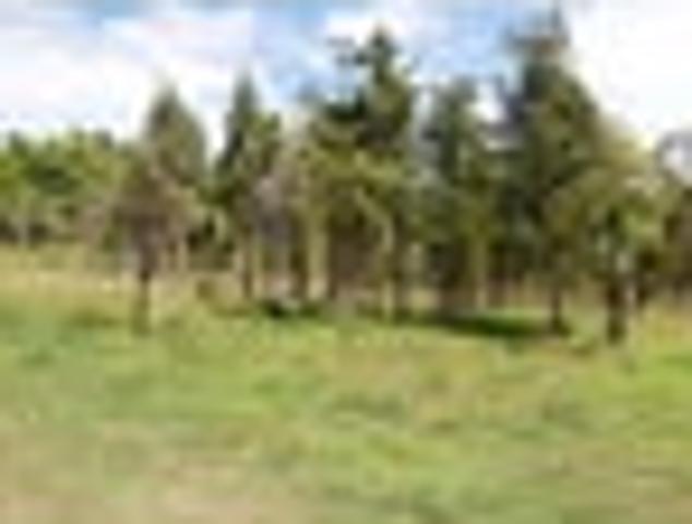 Land for sale in Northland