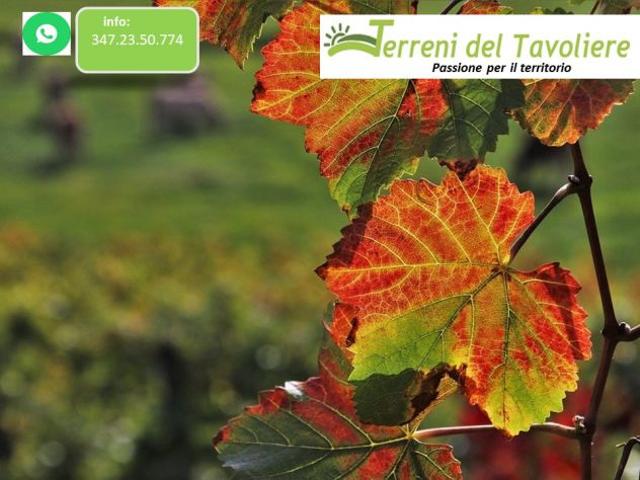 Terreno in vendita a Puglia, Foggia
