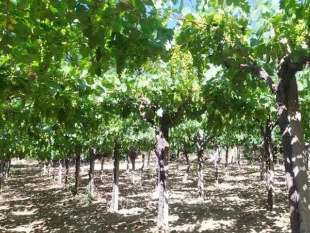 Terreno in vendita a Miglianico Di Chieti, Abruzzo