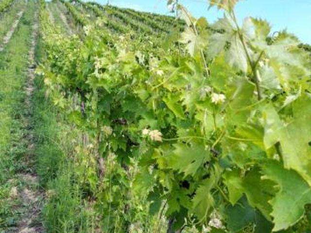 Terreno in vendita a Marche, Ascoli Piceno