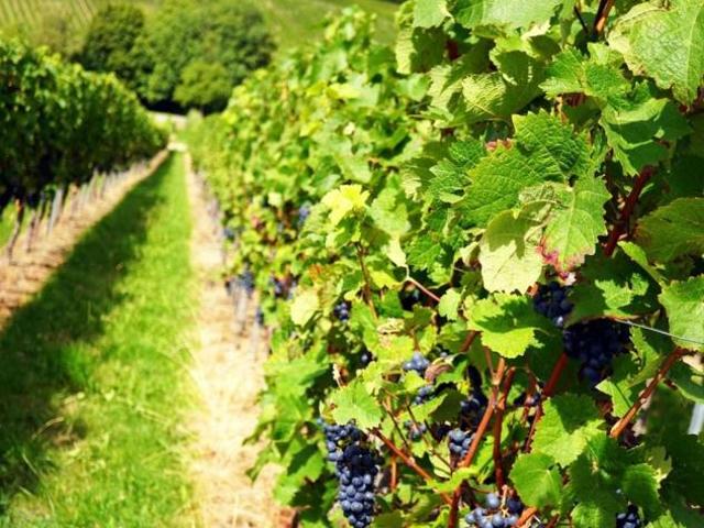 Terreno in vendita a Piemonte, Cuneo