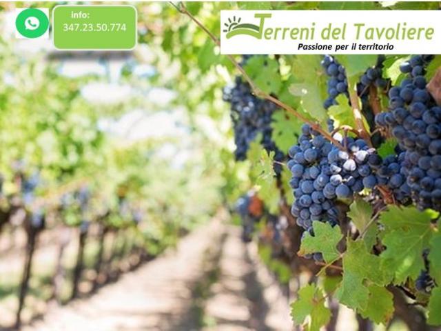 Terreno in vendita a Puglia, Foggia