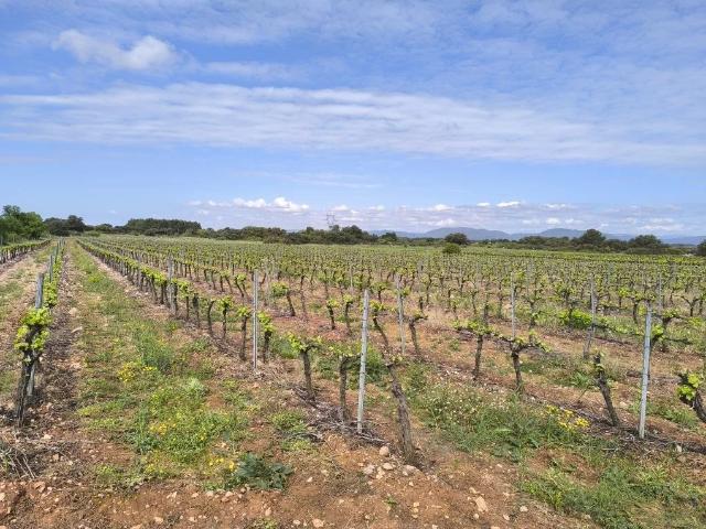 Terrain vente à Béziers, Cazedarnes