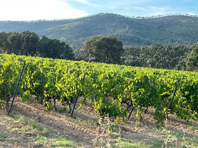 Terrain vente à Arrondissement de Draguignan, Saint-tropez