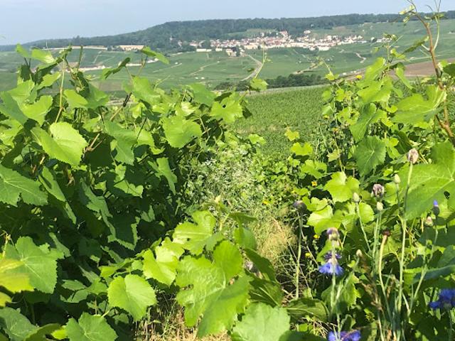 Terrain vente à Reims