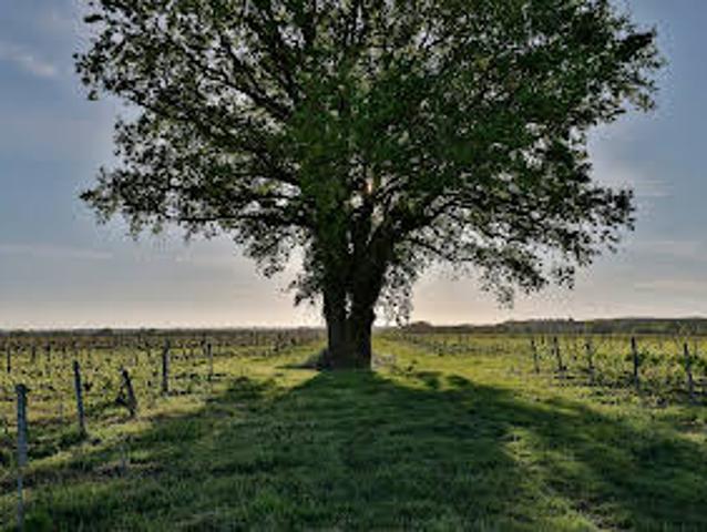 Terrain vente à France métropolitaine, Civrac-en-médoc
