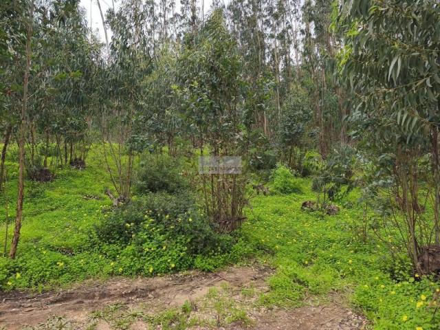 Terreno venda em Vila Do Bispo, Faro