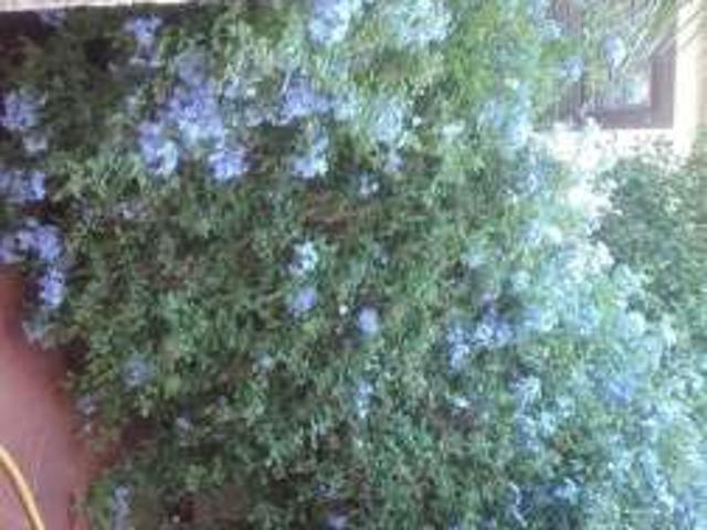 Villa Indipendente in affitto a Puglia, Barletta-andria-trani