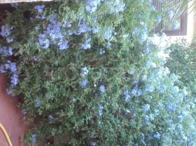 Villa Indipendente in affitto a Puglia, Barletta-andria-trani