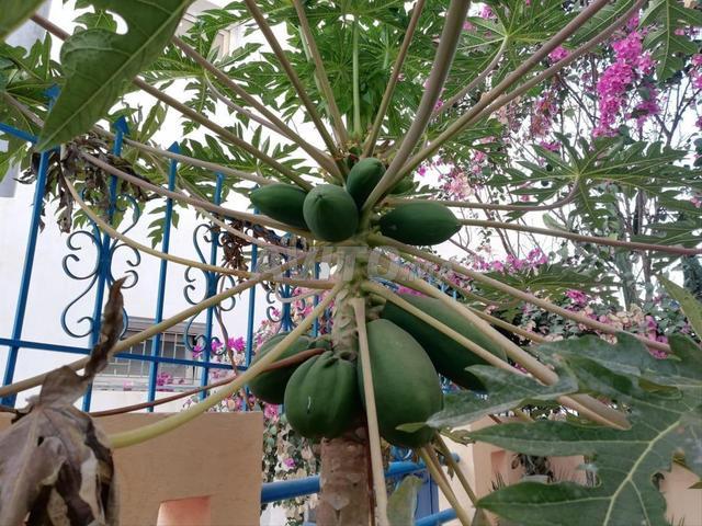 Propriété vente à Hay Riad, Berkane