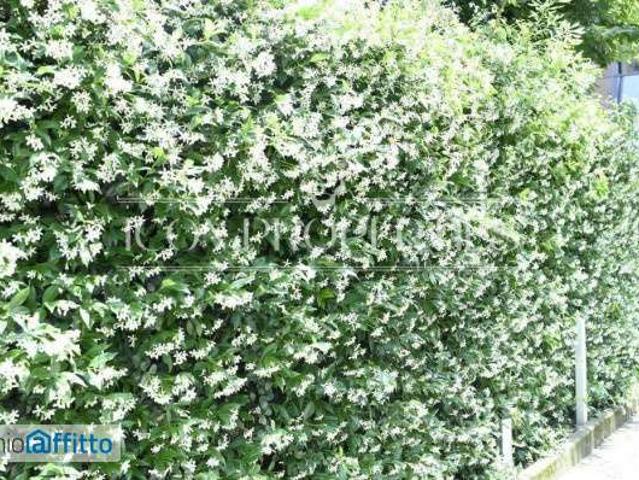 Villa Indipendente in affitto a Municipio 9, Milano