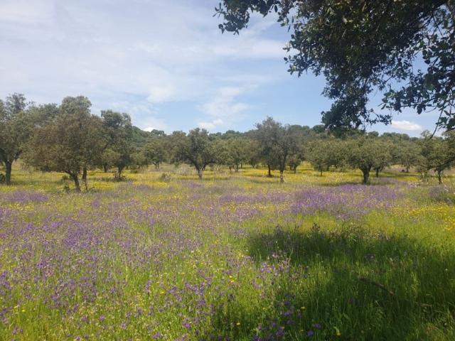 Chalet en venta en Reyes Huertas, Cáceres