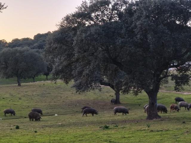 Chalet en venta en Reyes Huertas, Cáceres
