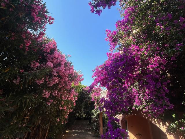 Villa vente à Bastia, Pietracorbara