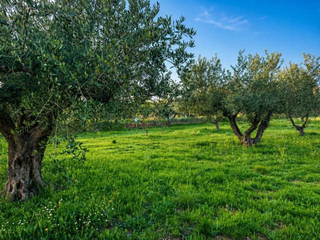 Chalet en venta en la Vall d'Albaida, Valencia