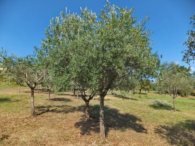 Villa Indipendente in affitto a Ferentino, Lazio