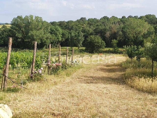 Villa Indipendente in affitto a Scansano, Toscana