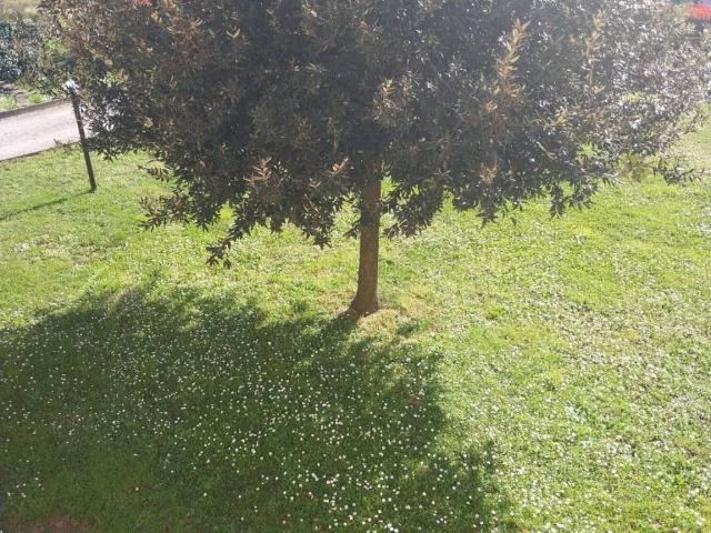 Villa Indipendente in vendita a Cantone, Agliana