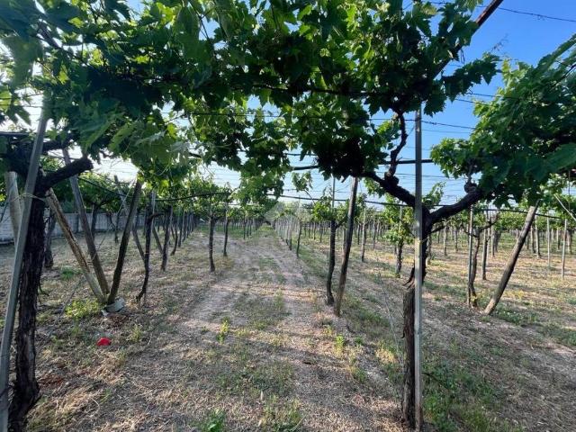 Villa Indipendente in vendita a Puglia, Barletta-andria-trani