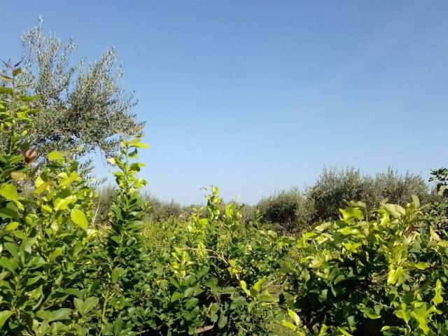 Villa Indipendente in vendita a Carini, Sicilia