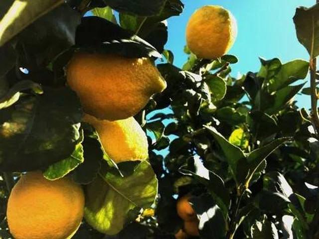 Villa Indipendente in vendita a Cianciana, Sicilia