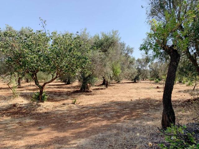 Villa Indipendente in vendita a Puglia, Brindisi