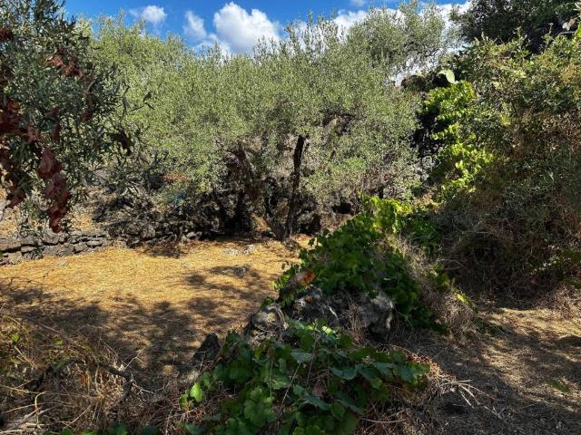 Rustico in vendita a Misterbianco, Sicilia