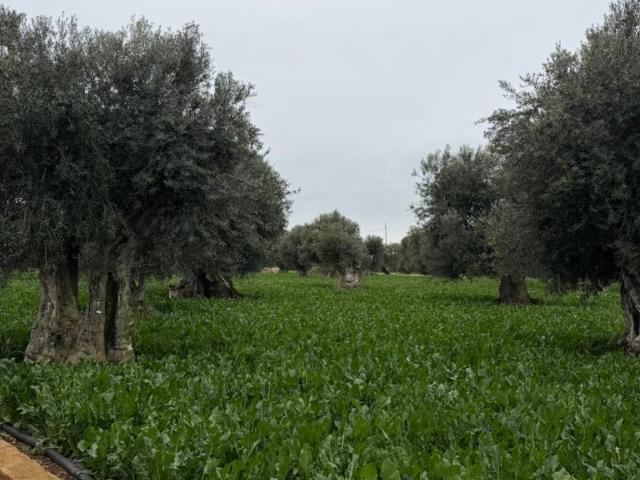 Villa Indipendente in vendita a Puglia, Bari