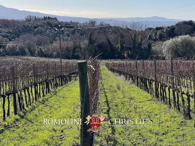 Villa Indipendente in vendita a Montalcino, Toscana