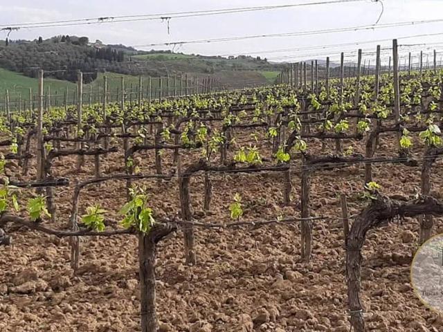Villa Indipendente in vendita a Montalcino, Toscana