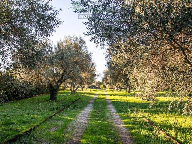 Villa Indipendente in vendita a Montalto Di Castro, Lazio